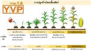 ตารางการปลูก และ การใส่ปุ๋ย ในแต่ละระยะการเจริญเติบโต ข้าวโพด