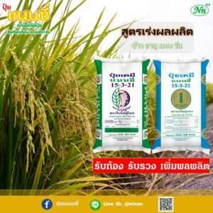 ปุ๋ยรับรวงข้าว ช่วงข้าวตั้งท้อง สูตร 15-3-21