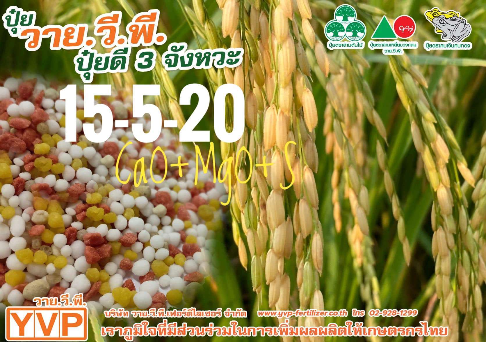 สูตรปุ๋ยรับรวงข้าว 15-5-20 วายวีพี