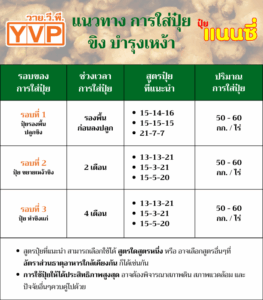 ปุ๋ยขิง