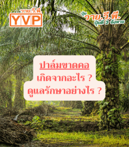 ปาล์มขาดคอ