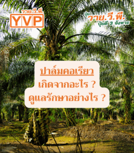 ปาล์มคอเรียว